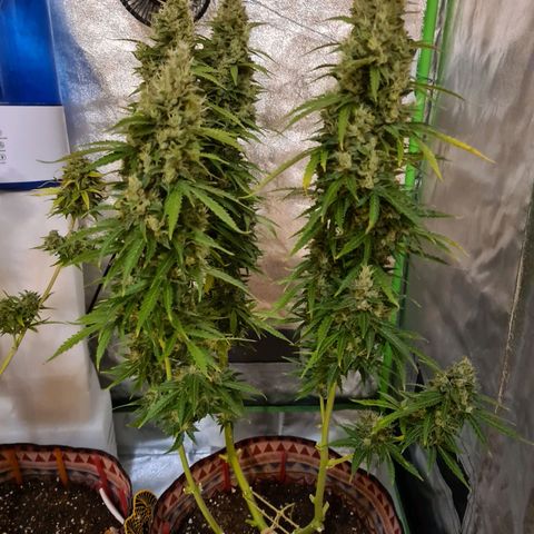Crane Brave growlog timeline photo