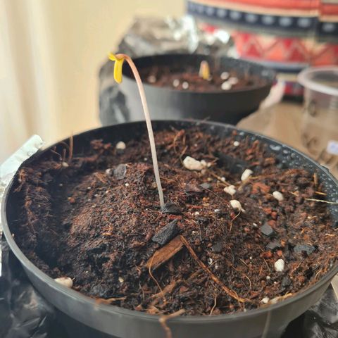 Giggly growlog timeline photo