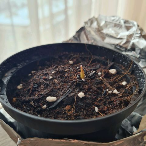 Kurochka growlog timeline photo