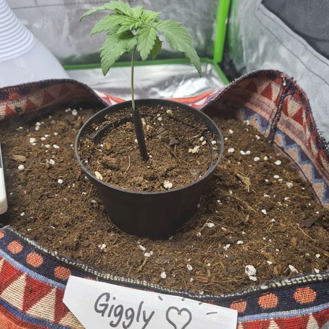 Giggly growlog timeline photo