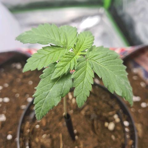 Giggly growlog timeline photo