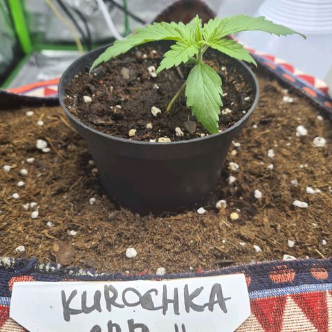Kurochka growlog timeline photo
