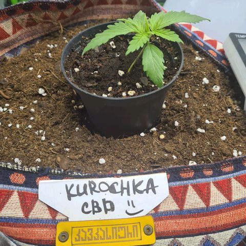 Kurochka growlog timeline photo