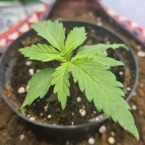Kurochka growlog timeline photo