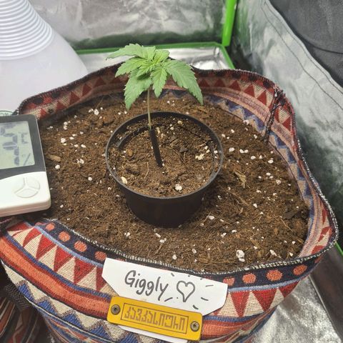 Giggly growlog timeline photo