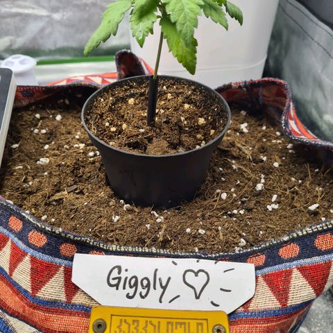 Giggly growlog timeline photo