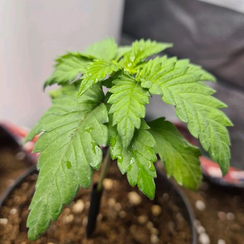 Giggly growlog timeline photo