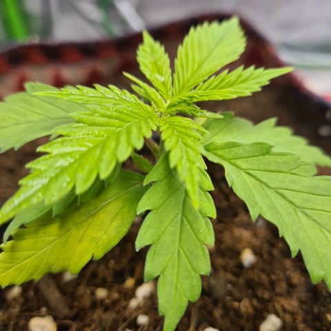 Kurochka growlog timeline photo
