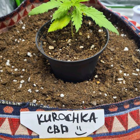 Kurochka growlog timeline photo