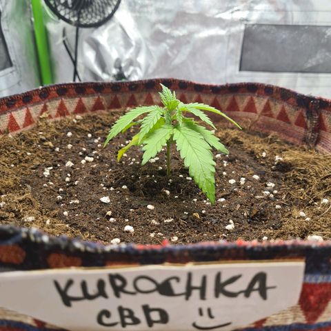 Kurochka growlog timeline photo