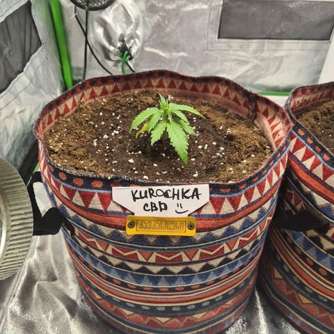 Kurochka growlog timeline photo