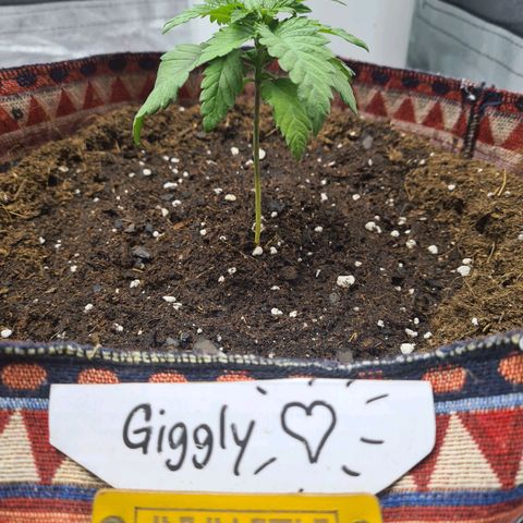 Giggly growlog timeline photo