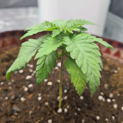 Giggly growlog timeline photo
