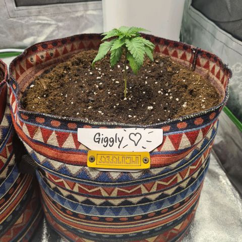 Giggly growlog timeline photo