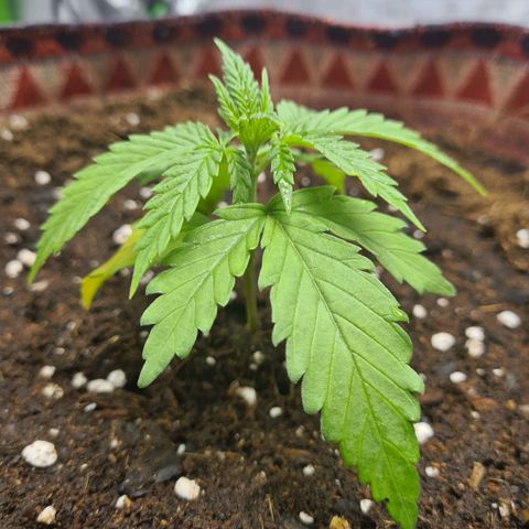 Kurochka growlog timeline photo