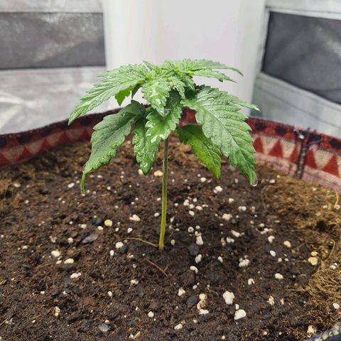 Giggly growlog timeline photo