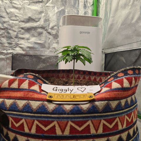 Giggly growlog timeline photo