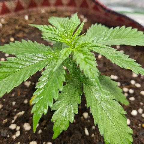 Kurochka growlog timeline photo
