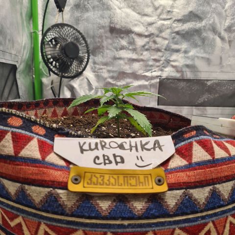 Kurochka growlog timeline photo