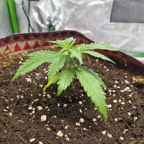 Kurochka growlog timeline photo