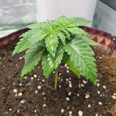 Giggly growlog timeline photo