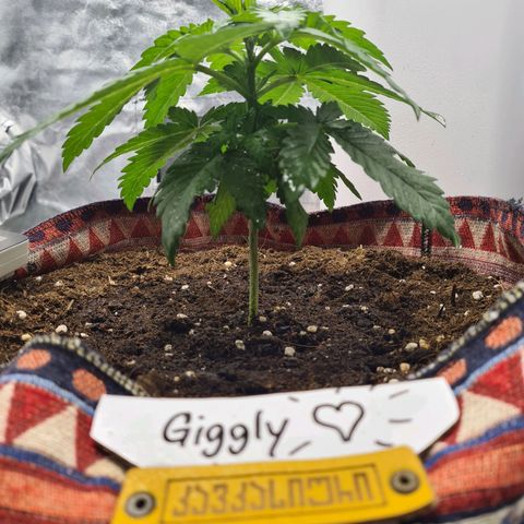 Giggly growlog timeline photo
