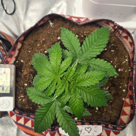 Giggly growlog timeline photo