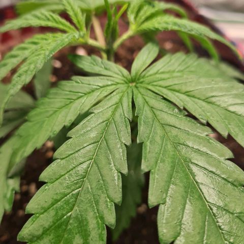 Kurochka growlog timeline photo