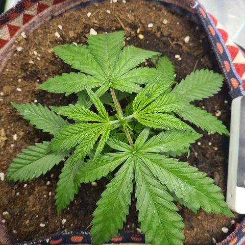 Kurochka growlog timeline photo