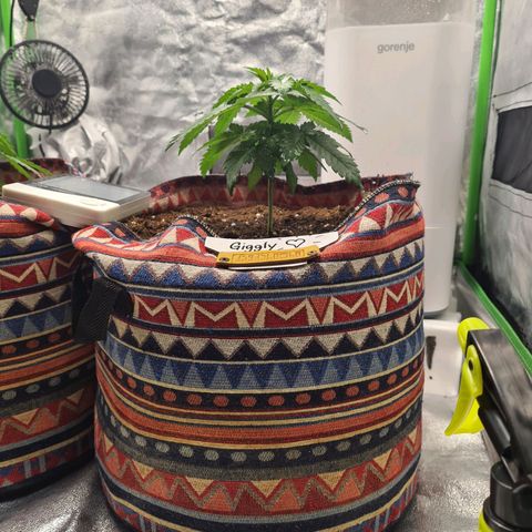 Giggly growlog timeline photo