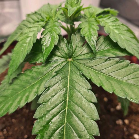 Giggly growlog timeline photo
