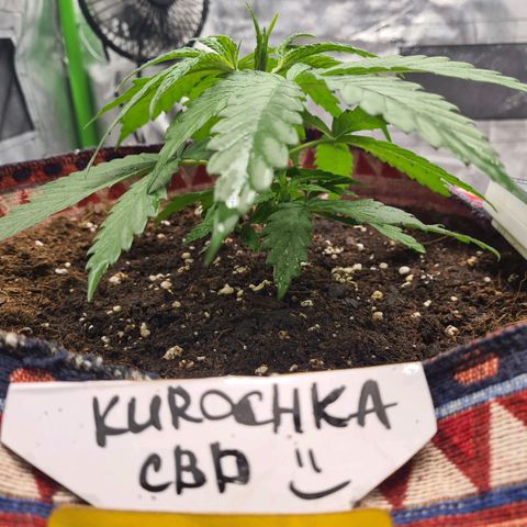 Kurochka growlog timeline photo