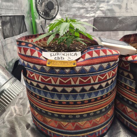 Kurochka growlog timeline photo