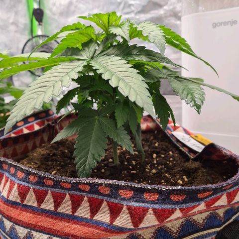 Giggly growlog timeline photo