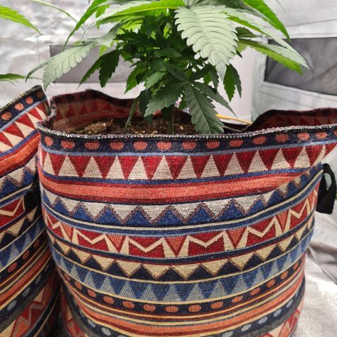 Giggly growlog timeline photo