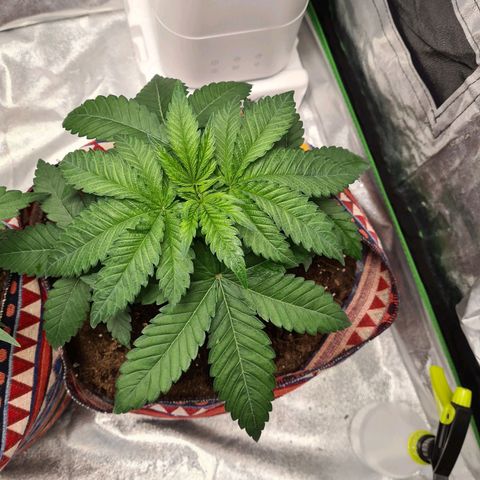 Giggly growlog timeline photo