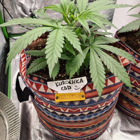 Kurochka growlog timeline photo