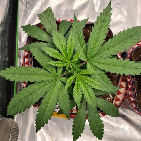 Kurochka growlog timeline photo