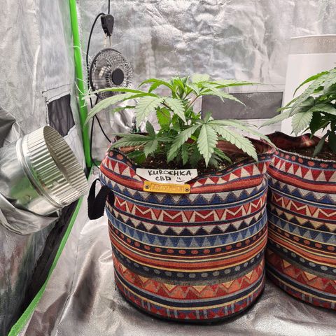 Kurochka growlog timeline photo