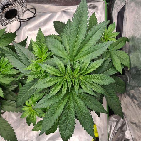 Giggly growlog timeline photo