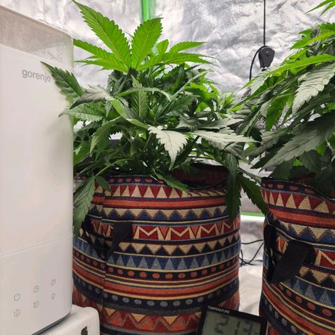 Kurochka growlog timeline photo