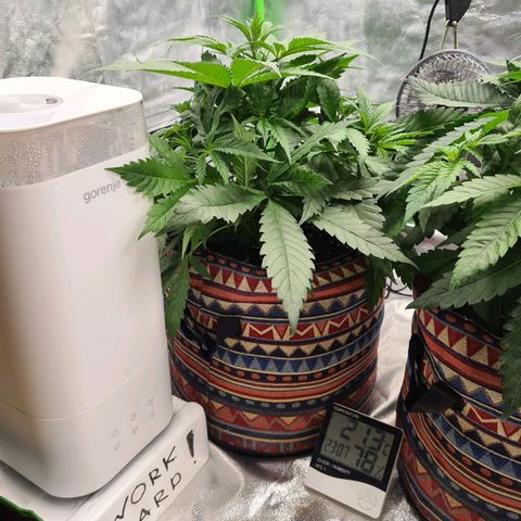 Kurochka growlog timeline photo