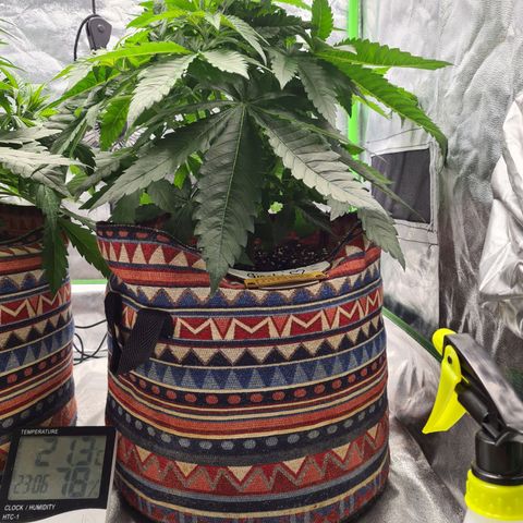 Giggly growlog timeline photo
