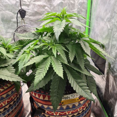Giggly growlog timeline photo