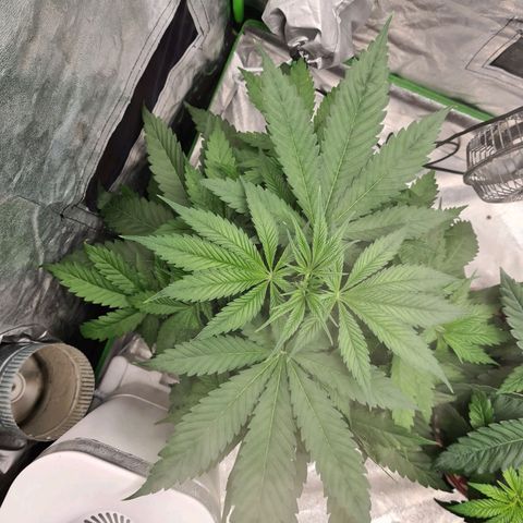 Kurochka growlog timeline photo