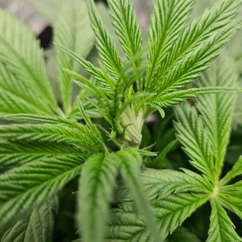 Kurochka growlog timeline photo