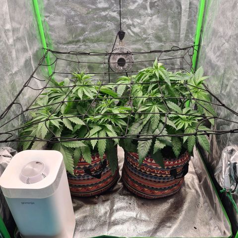 Kurochka growlog photo: Scrog