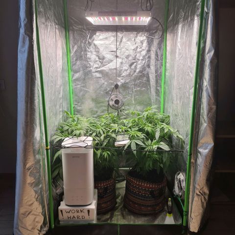 Kurochka growlog photo: Поднял свет и увлажнитель
