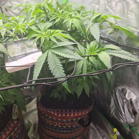 Giggly growlog timeline photo