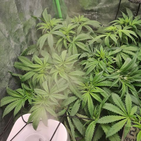 Kurochka growlog timeline photo